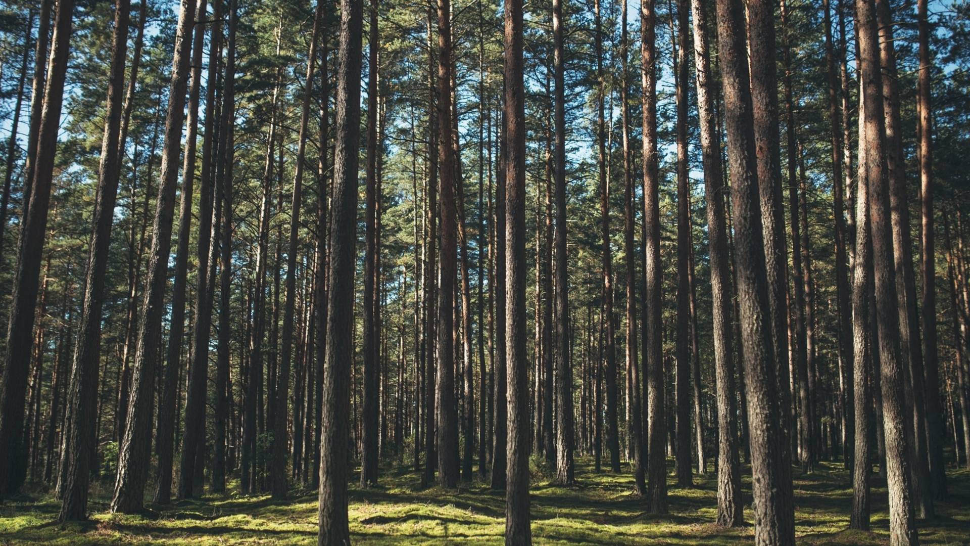 KL dviračių maršrutas Kaltanėnai - Labanoras